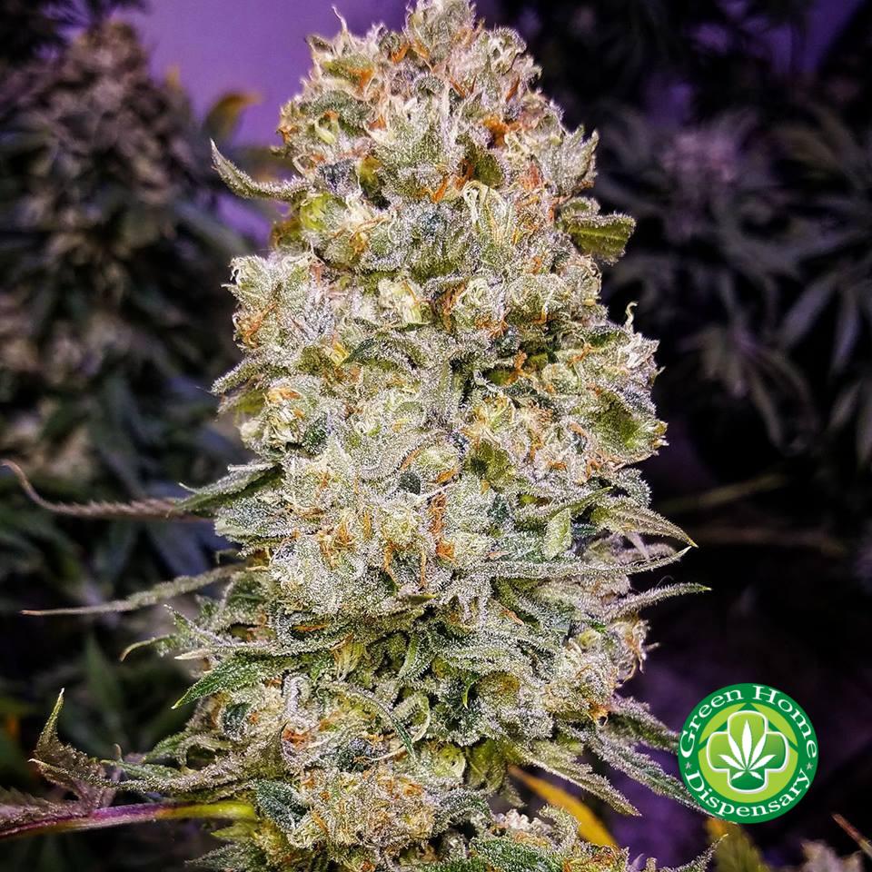 Rain Maker Strain