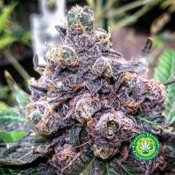Buy Grand Daddy Purple