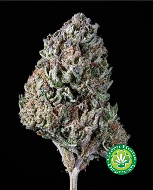 Sherbacio (Hybrid)