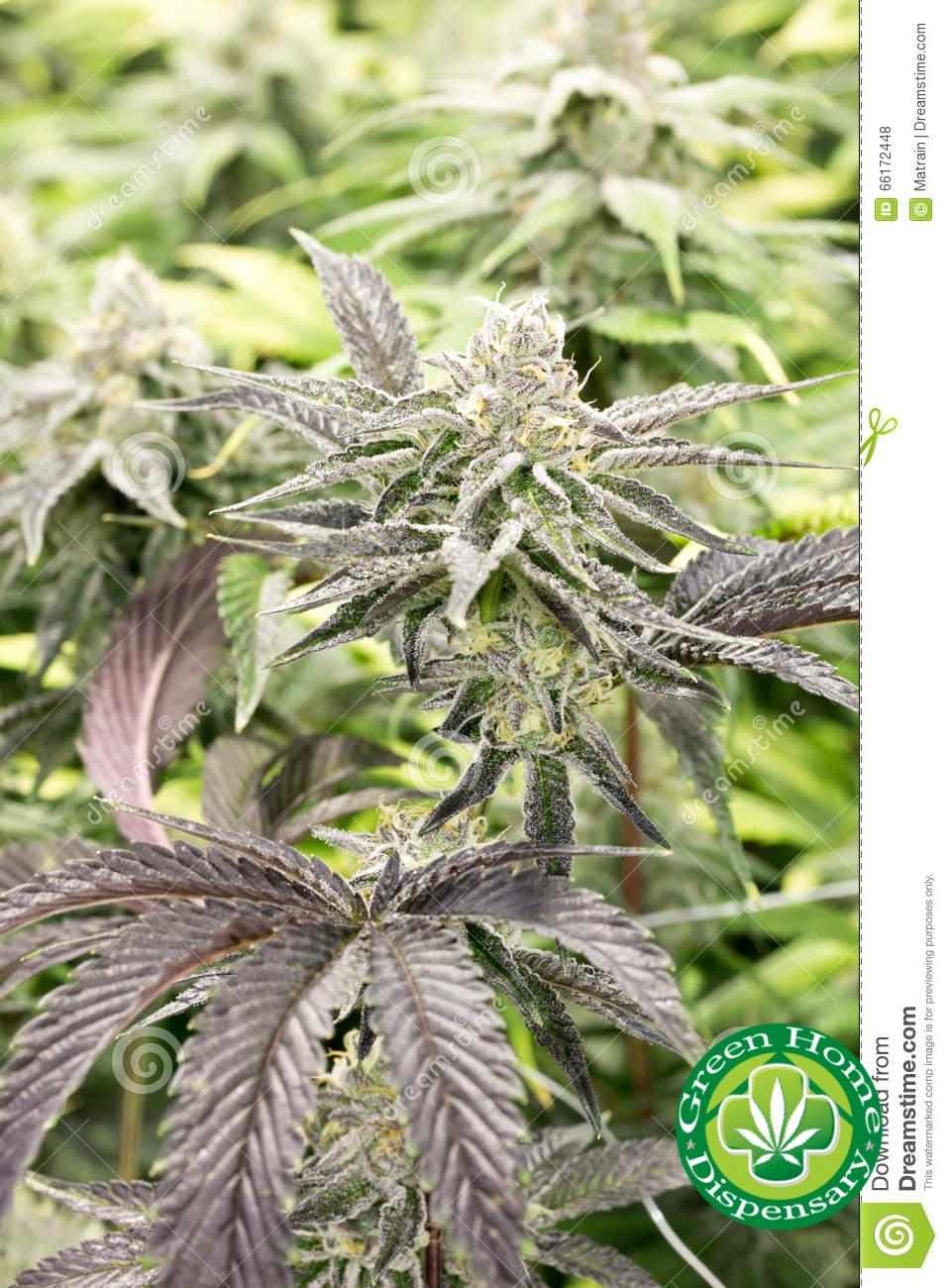 Girl Scout Cookies (IDH)