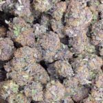 Buy Purple Urkle